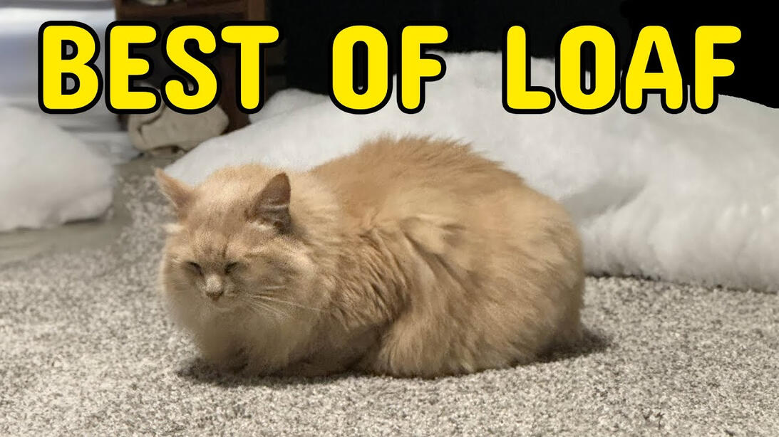 THE ALL TIME BEST OF LOAF Cat :) -AstralSpiff Extras